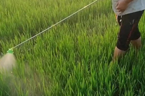 对水稻喷施二甲四氯钠能否抗倒伏