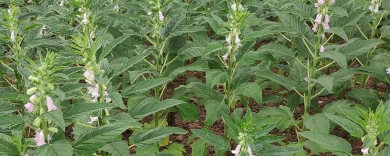 芝麻高产种植技术