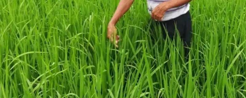 水稻孕穗期的水肥管理