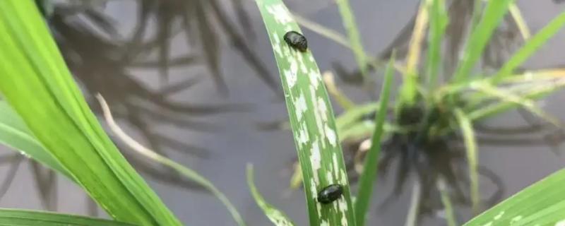 水稻泥包虫不治行不行
