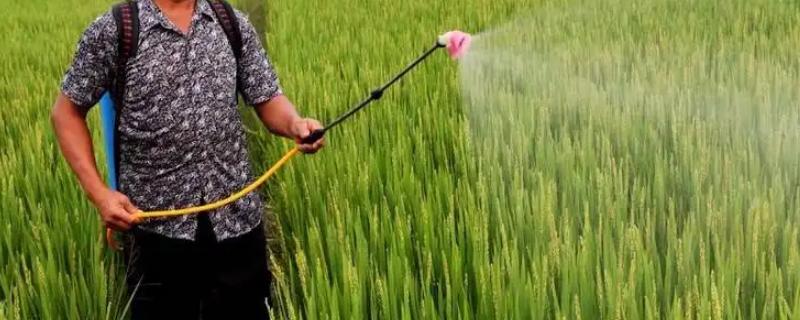 水稻打除草剂后几天进水