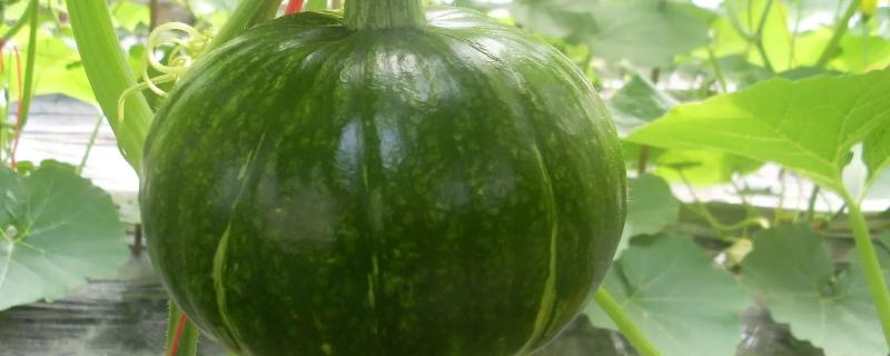 日本南瓜种植技术与管理