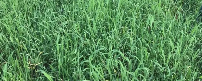 水稻田抗性马唐特效药