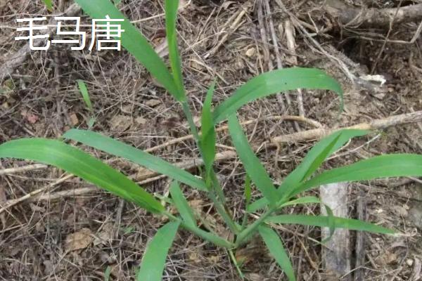 防治水稻田抗性马唐的特效药