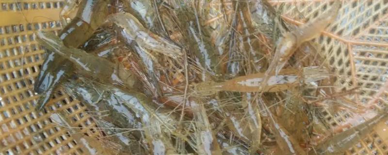 野生河虾喜欢吃什么饵料