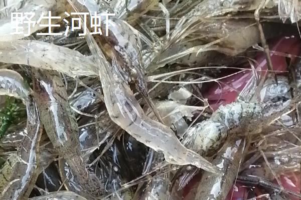 野生河虾喜食的饵料