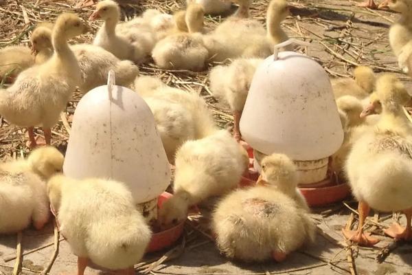出壳1个月的鹅吃什么饲料