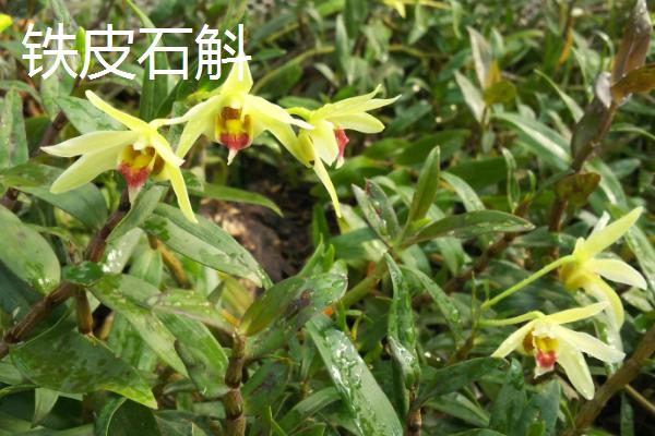 中药材的根如何繁殖
