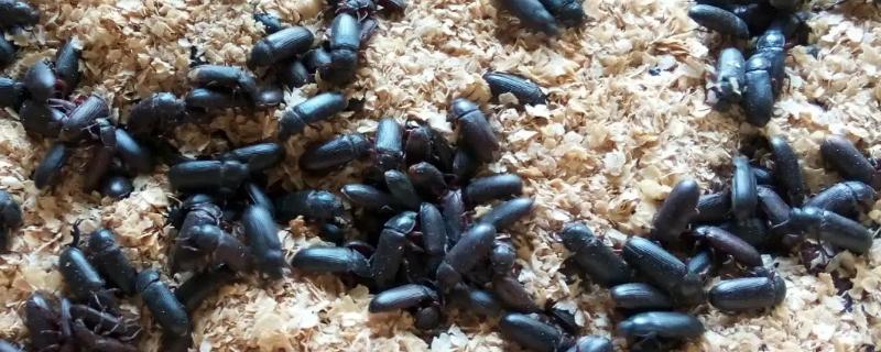 黄粉虫成虫怎么养