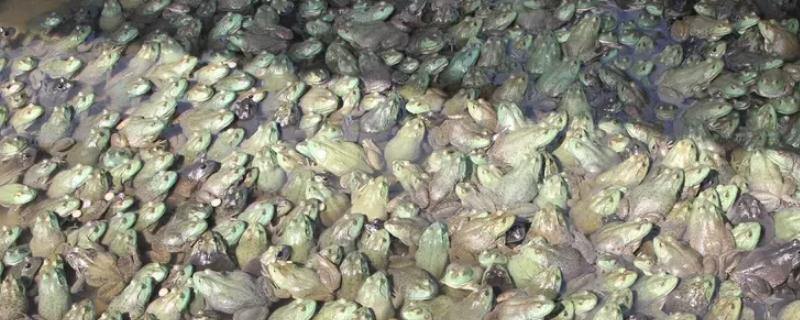 牛蛙一亩有多少产量
