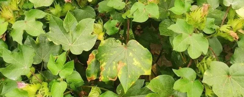 棉花枯黄萎病用什么药