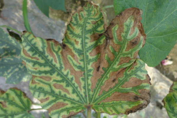 棉花枯黄萎病应该如何用药，附发病规律