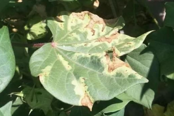 棉花枯黄萎病应该如何用药，附发病规律