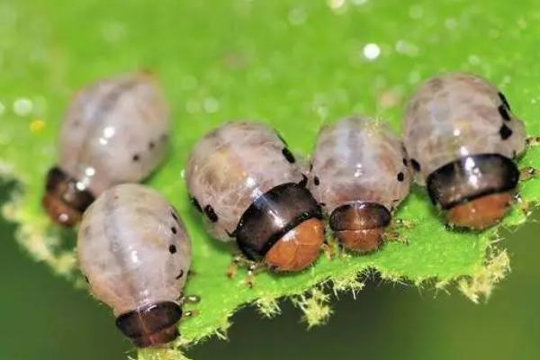生物防治的三种方法