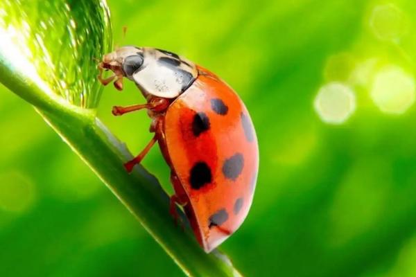 生物防治的三种方法