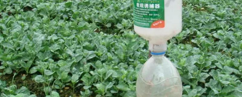 为什么性引诱剂是生物防治