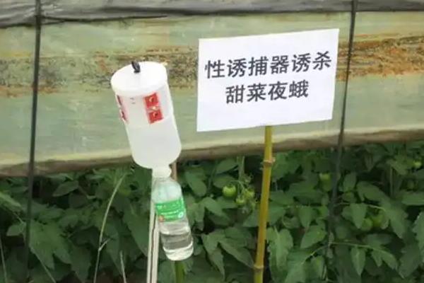 为什么性引诱剂是生物防治