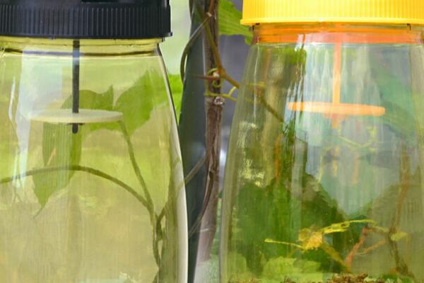 为什么性引诱剂是生物防治