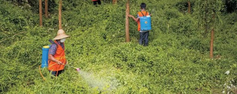 生物防治和化学防治的区别
