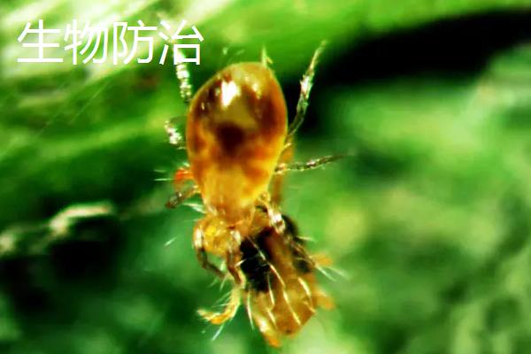 生物防治和化学防治的区别