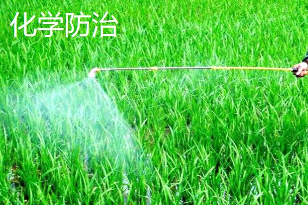 生物防治和化学防治的区别