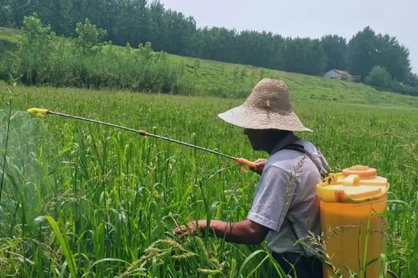 辛硫磷残留期多长时间