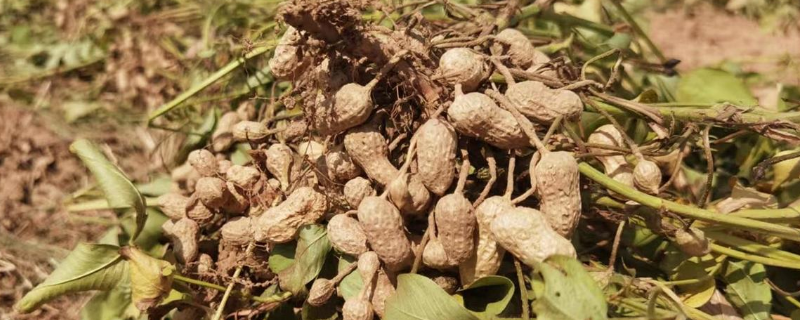 种花生后几天内可以打除草剂