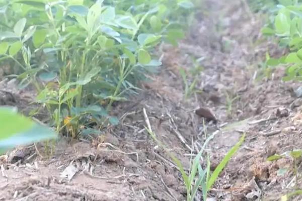 花生种植后多久可以打除草剂，花生基本介绍