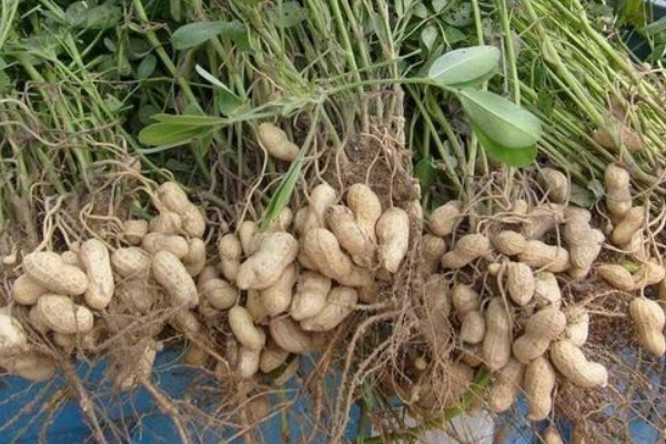 花生种多久后可以打除草剂，附花生基本介绍