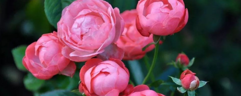 怎么自制月季花肥
