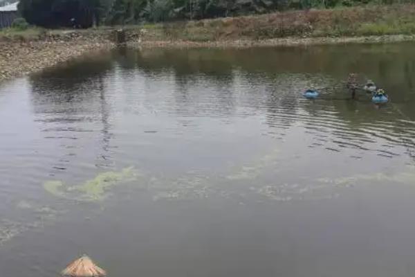 鱼塘降亚硝酸盐最有效的方法