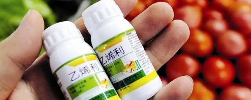 一喷红和乙烯利一样吗