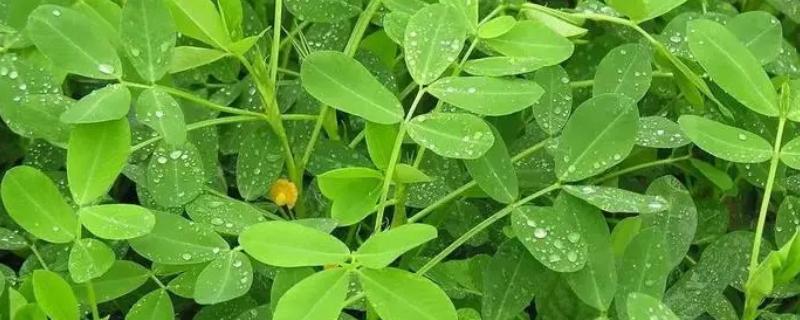花生苗期管理要点
