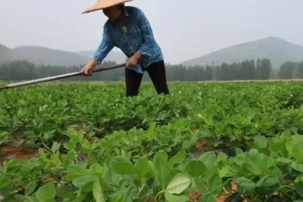 花生苗期种植管理，附病害防治