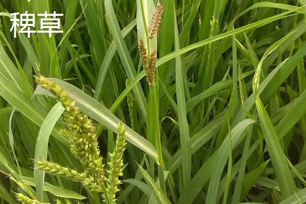如何区分稗草和千金子，附稗草和千金子的介绍