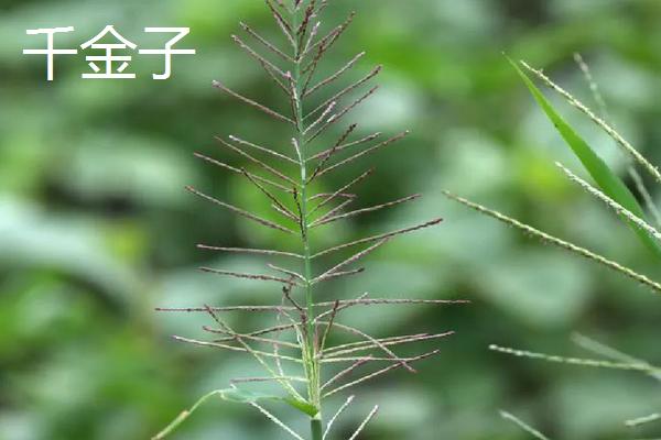 如何区分稗草和千金子，附稗草和千金子的介绍