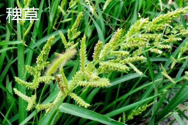 如何区分稗草和千金子，附稗草和千金子的介绍