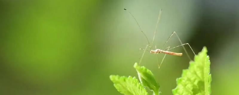 稻摇蚊用什么药