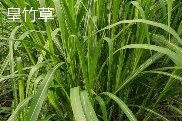 牛为何吃草长肌肉