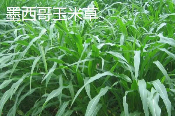 牛为何吃草长肌肉