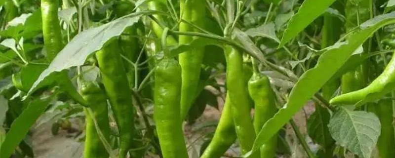 辣椒为什么只开花不结果怎么办