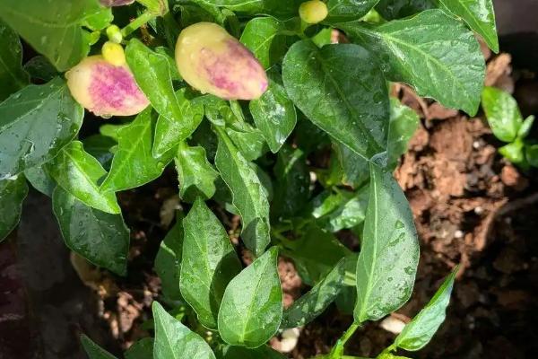 辣椒从开花到结果多长时间