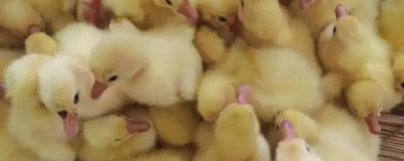 鹅啄破壳后多久能出来