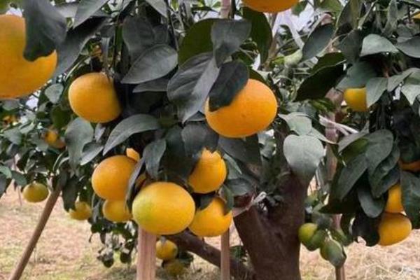 爱媛38号果冻橙几月份成熟