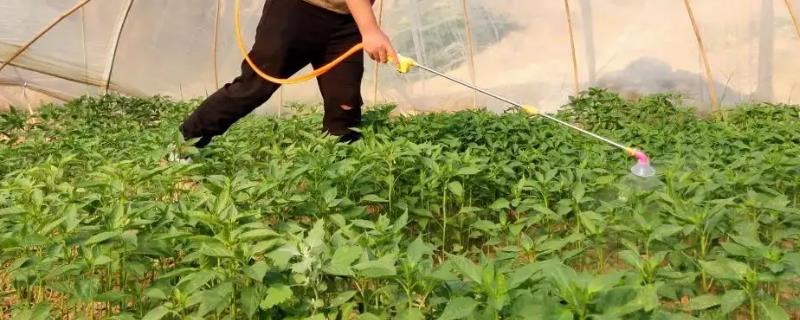 辣椒用什么药杀菌
