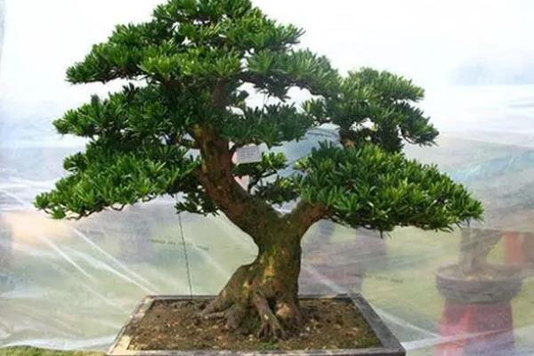 镇宅最灵的三种花
