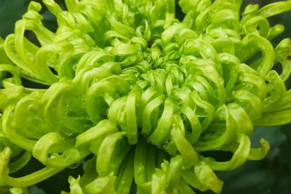 十大名贵菊花