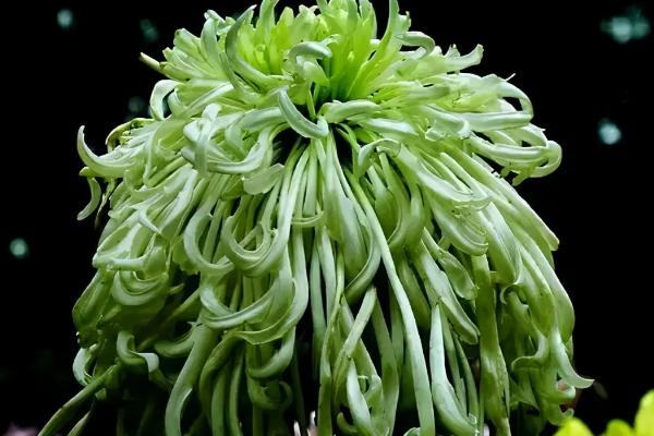 十大名贵菊花