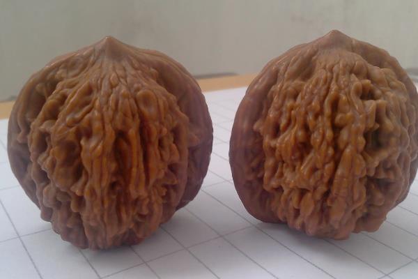 文玩核桃什么品种最好最贵