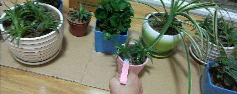 可乐浇花适合哪些植物